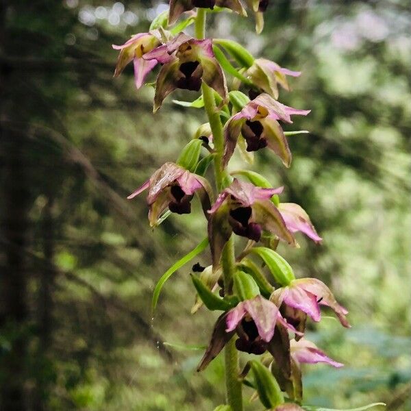 Epipactis helleborine Květ