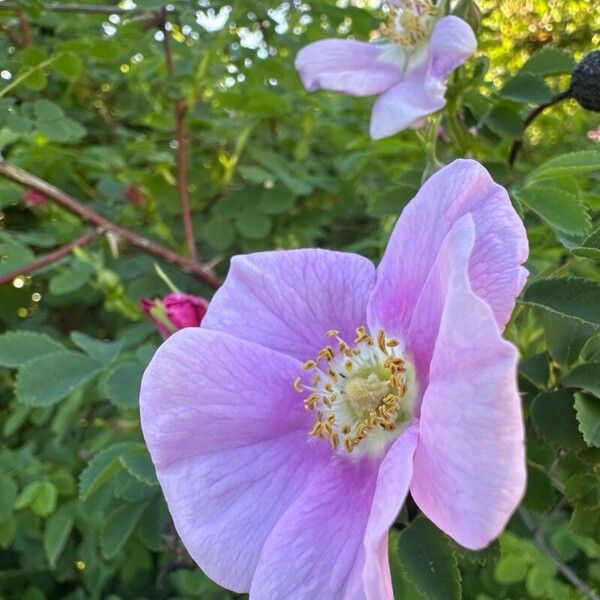 Rosa woodsii Floare