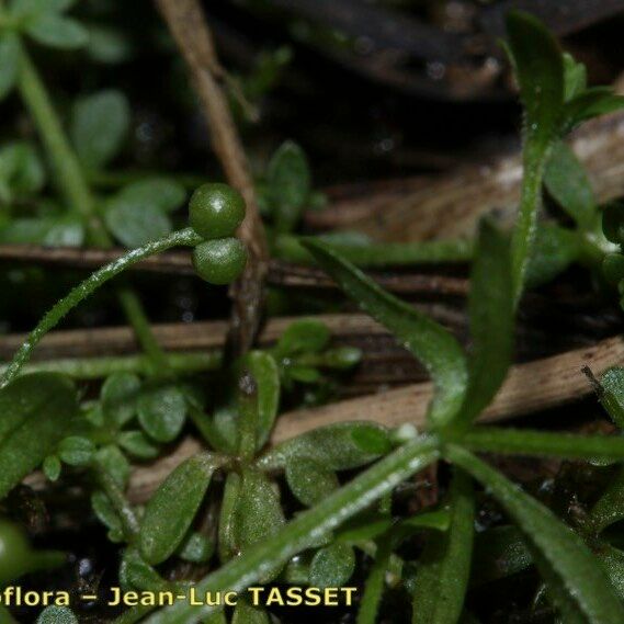 Galium trifidum Плід