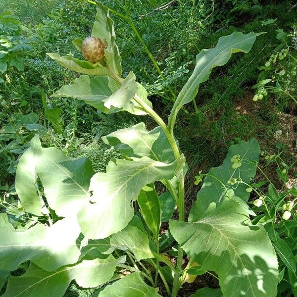 Inula helenium ᱛᱟᱦᱮᱸ