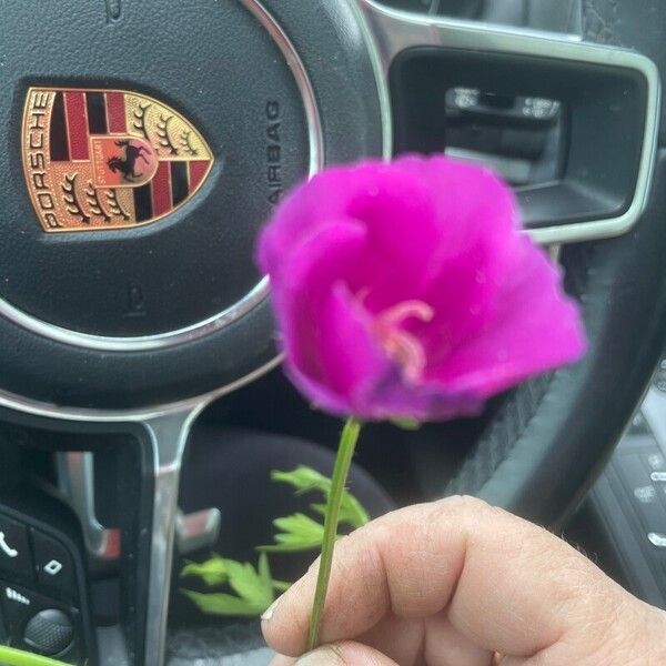 Callirhoe involucrata Flower