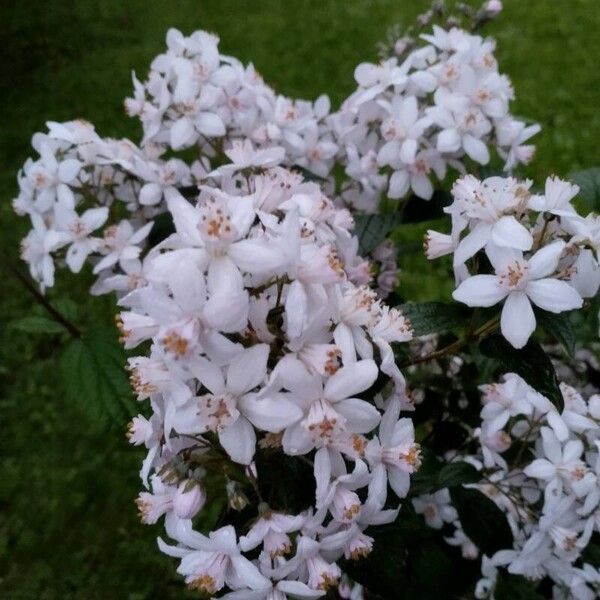 Deutzia scabra Floro