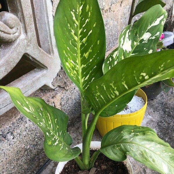 Dieffenbachia seguine Levél