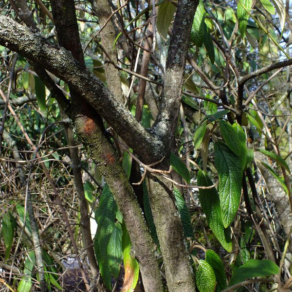 Viburnum rhytidophyllum Rinde