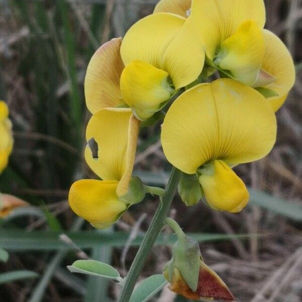 Crotalaria retusa Квітка