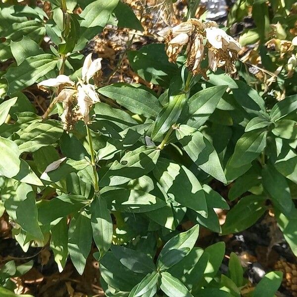 Saponaria officinalis Feuille