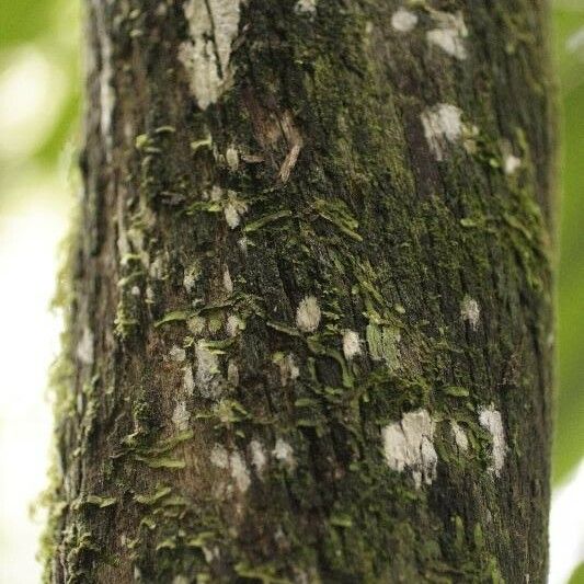 Duroia longiflora Casca