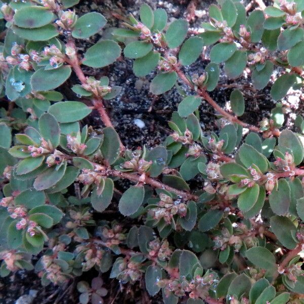 Euphorbia prostrata Tervik taim