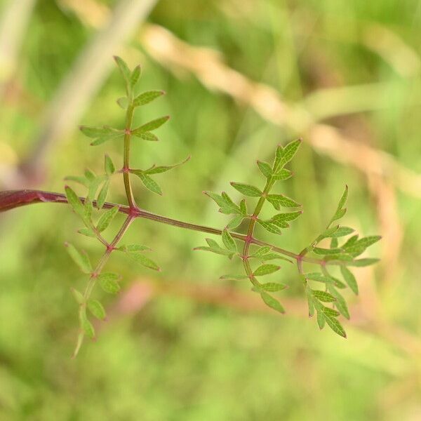Peucedanum oreoselinum Leaf