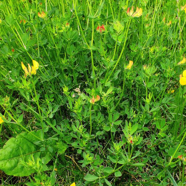 Lotus corniculatus অভ্যাস