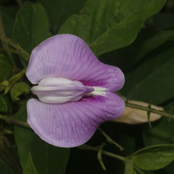 Centrosema pubescens Blomst