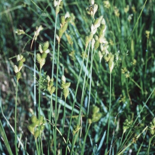 Carex tribuloides Habitat