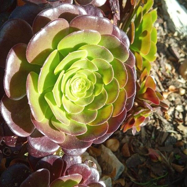 Aeonium arboreum Leaf