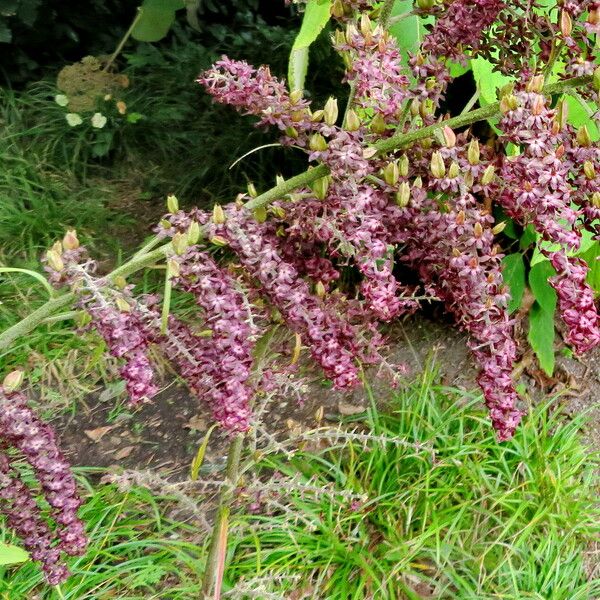 Veratrum nigrum Çiçek