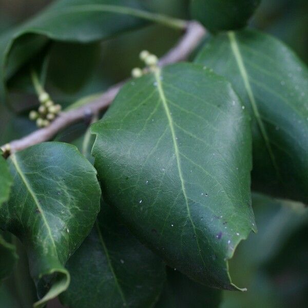 Maytenus canariensis Blad