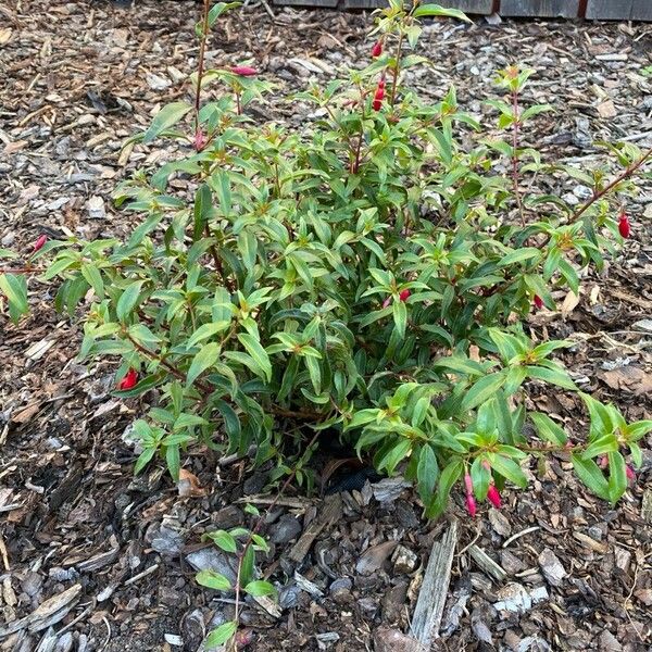 Fuchsia magellanica Cvet