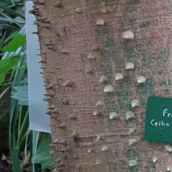 Ceiba pentandra 樹皮