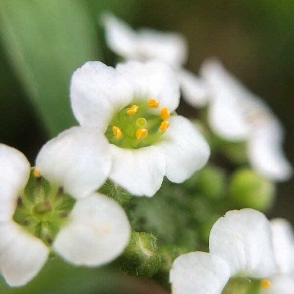 Lobularia maritima Flower