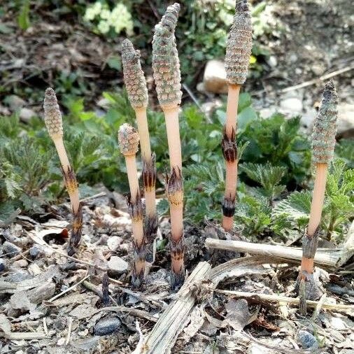 Equisetum arvense Квітка