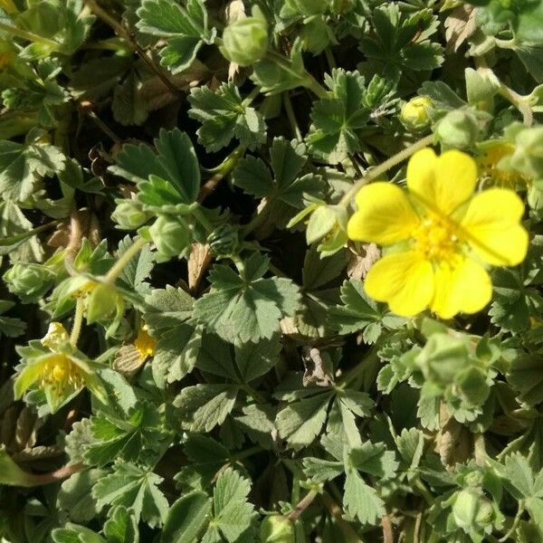 Potentilla cinerea Blad