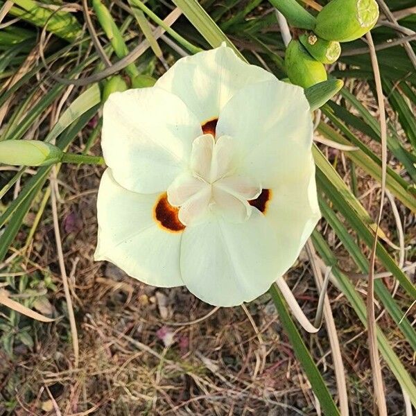 Dietes bicolor Flower