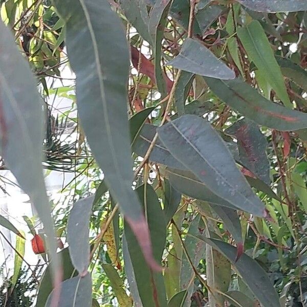 Corymbia citriodora 葉