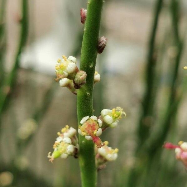 Euphorbia antisyphilitica Квітка