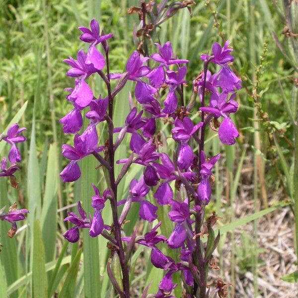 Anacamptis × alata Blomst