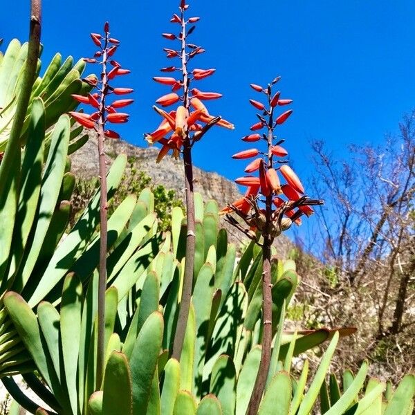 Kumara plicatilis Blomma