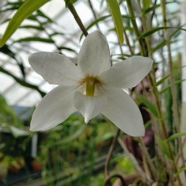 Dendrobium auriculatum Квітка