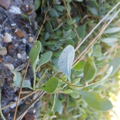 Atriplex portulacoides Лист