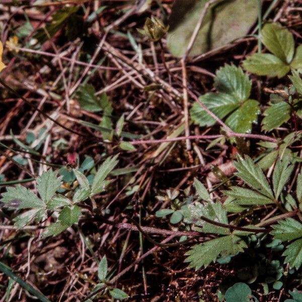 Potentilla anglica Leaf