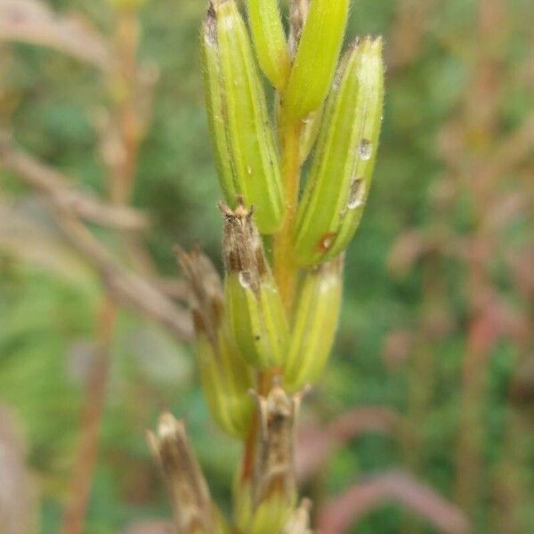 Oenothera parviflora Plod