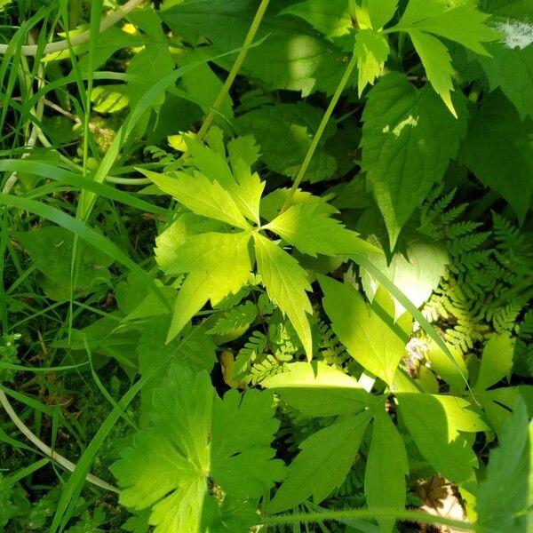 Hydrophyllum virginianum Leaf