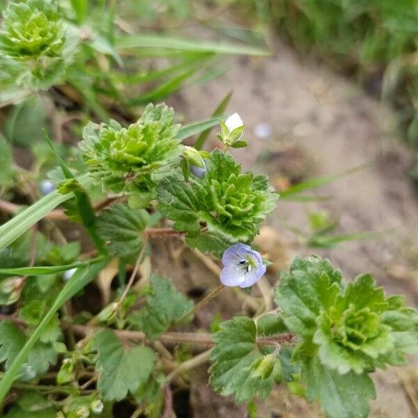 Veronica agrestis Flower