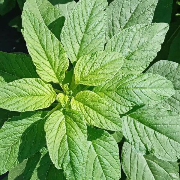 Amaranthus retroflexus Foglia