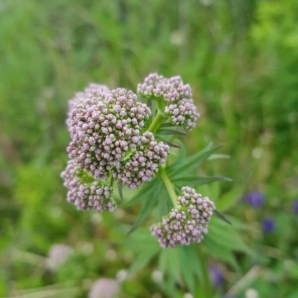 Neogaya simplex Blüte