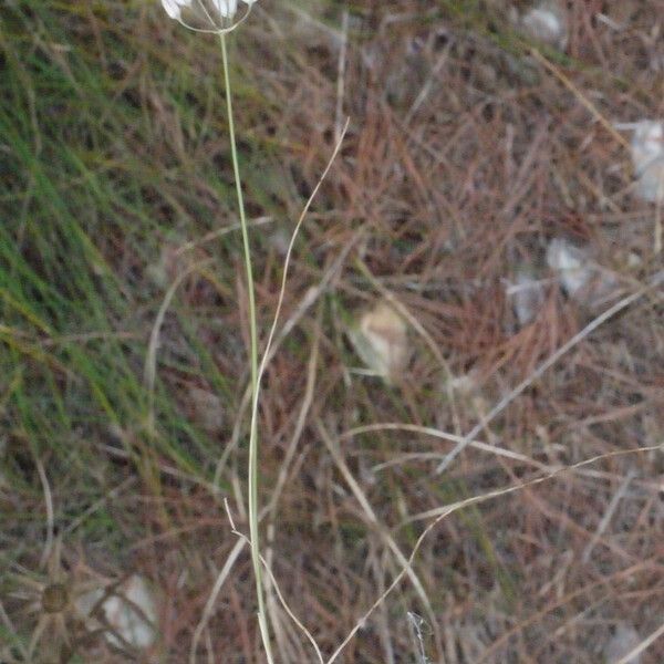 Allium moschatum Ďalší