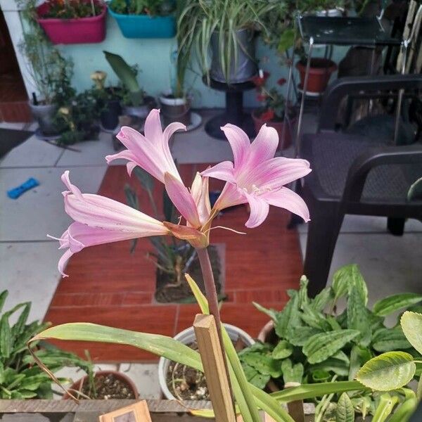 Amaryllis belladonna Blomst