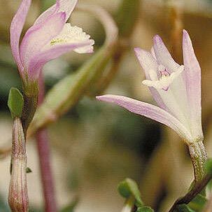 Triphora trianthophoros Blomst