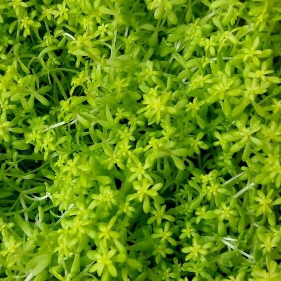 Sedum sarmentosum Folla