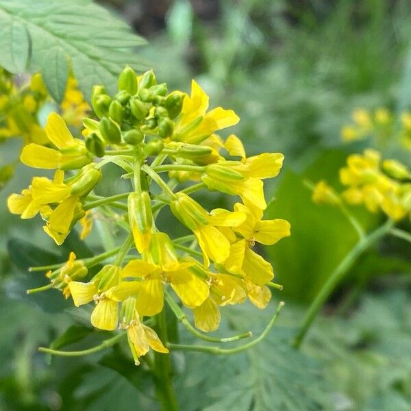 Barbarea orthoceras Flower