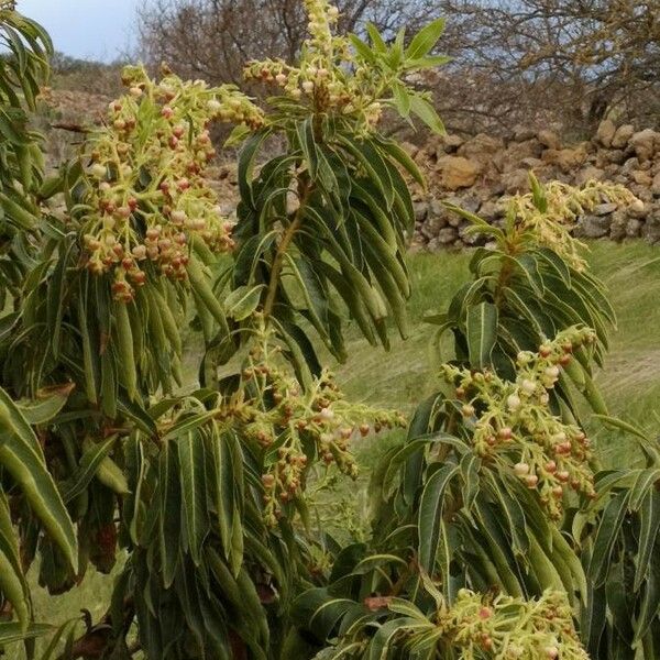 Arbutus canariensis आदत