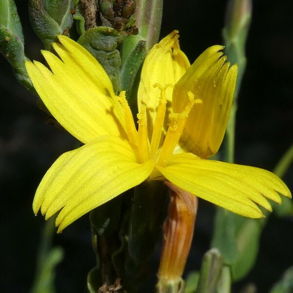 Lactuca viminea Fiore