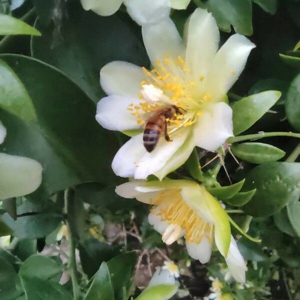 Pereskia aculeata Blomst