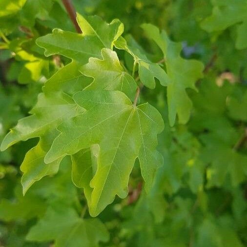 Acer campestre Feuille