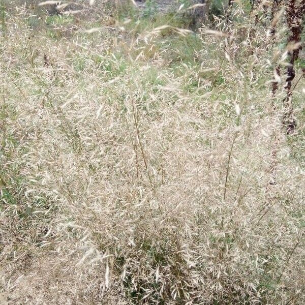 Agrostis capillaris Leaf