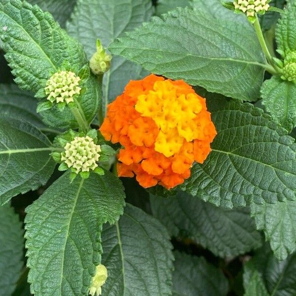 Lantana camara Цвят