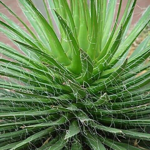 Agave filifera Habit