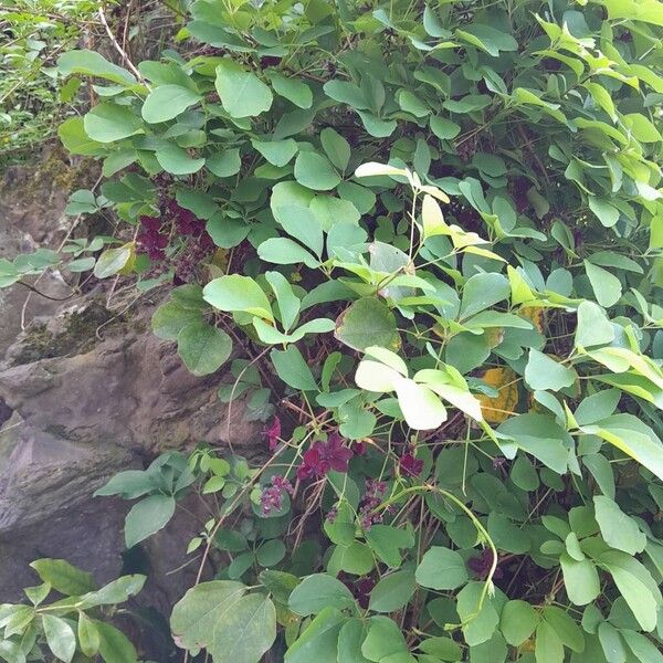 Akebia quinata Habit